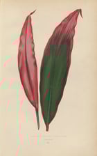 Drecena Ferrea Versicolor Poster